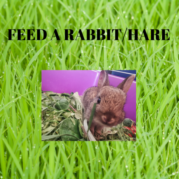 Lunch for a Lagomorph (Rabbit/Hare)