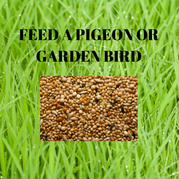 Pigeon/Garden Bird Meal Ticket