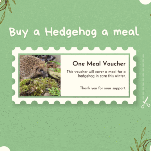 Hedgehog Meal Voucher