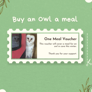 Owl Meal Voucher