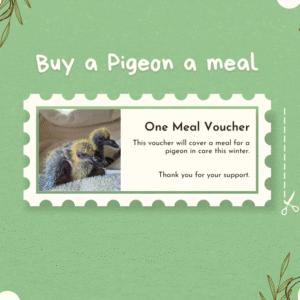Pigeon Meal Voucher