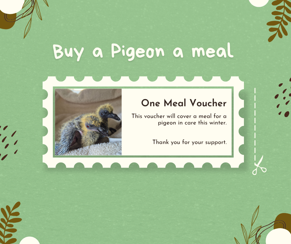 Pigeon Meal Voucher