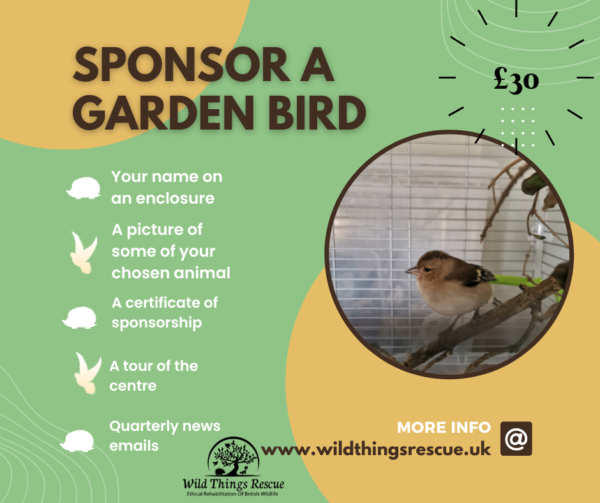 Sponsor a Garden Bird