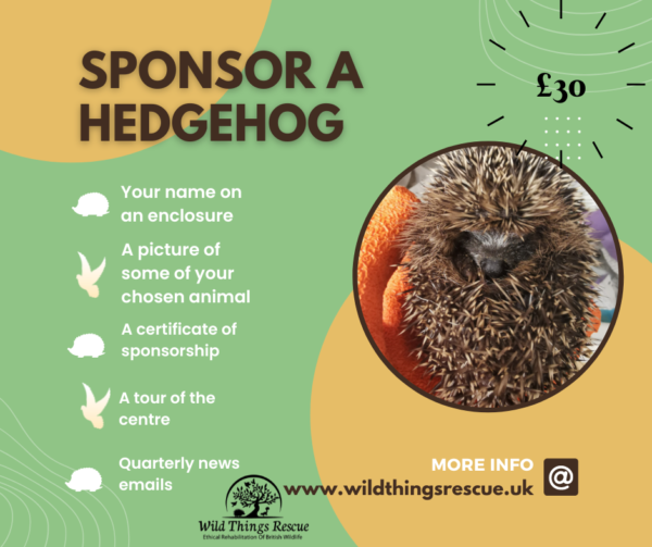 Sponsor a Hedgehog