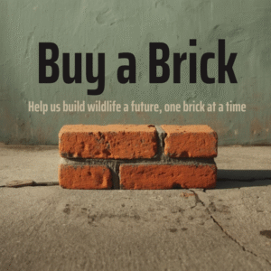 Buy a Brick